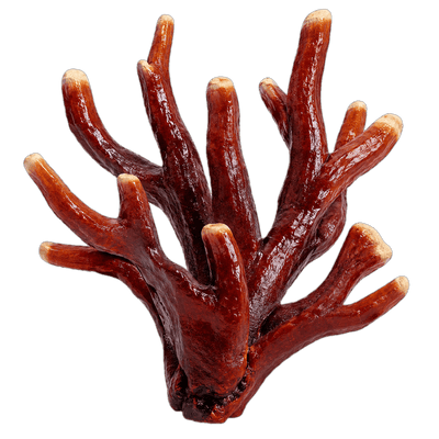Antler reishi mushroom