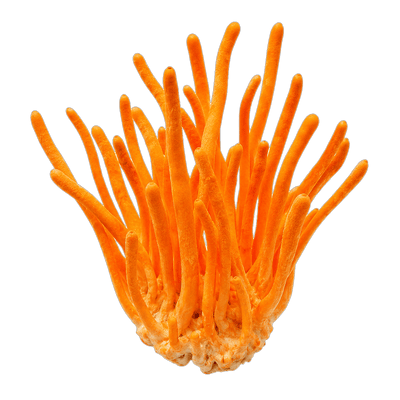 Cordyceps militaris mushroom