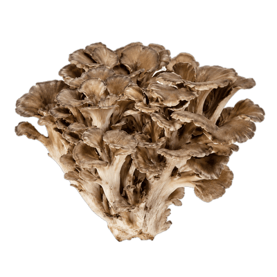 Maitake mushroom