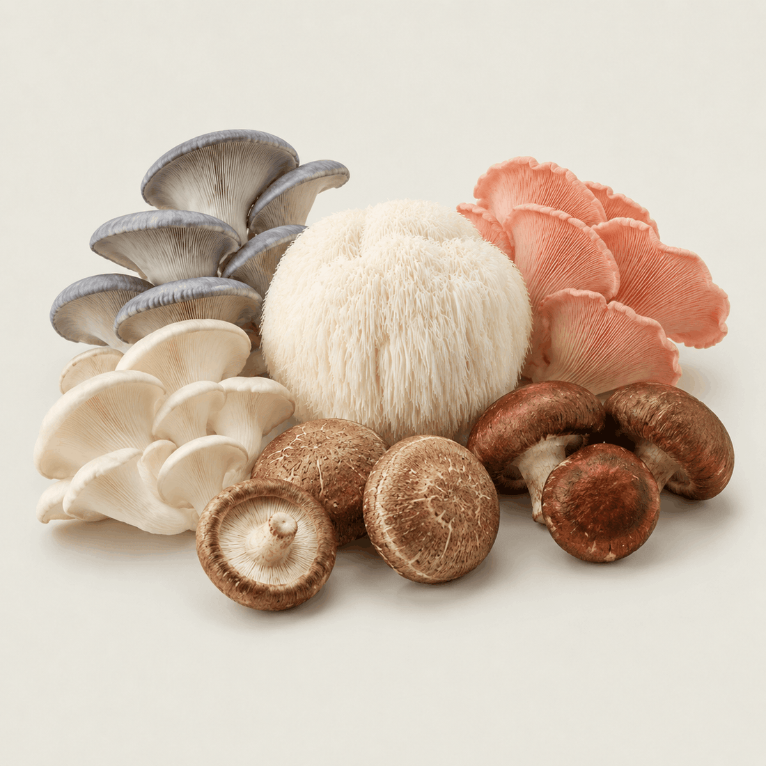 Beginner-friendly gourmet mushroom cultures including Lion’s Mane, Blue Oyster, Pearl Oyster, Pink Oyster, Shiitake and Chestnut mushrooms