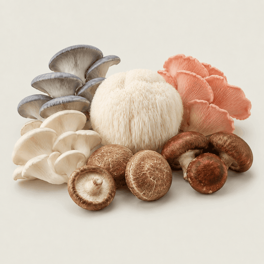 Beginner-friendly gourmet mushroom cultures including Lion’s Mane, Blue Oyster, Pearl Oyster, Pink Oyster, Shiitake and Chestnut mushrooms