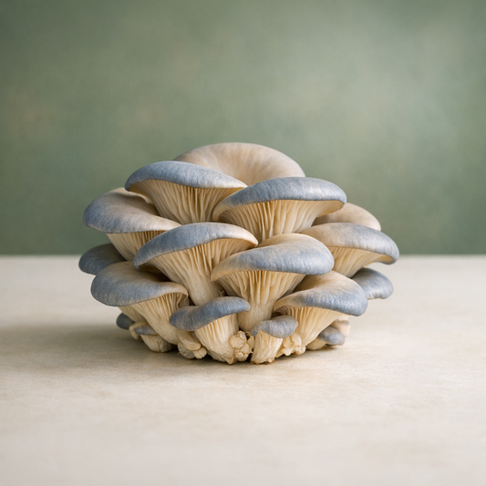 Cluster of blue oyster mushrooms