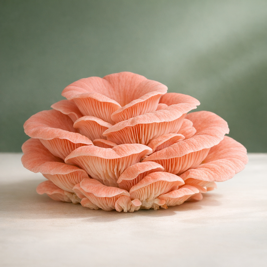 Cluster of vibrant pink oyster mushrooms