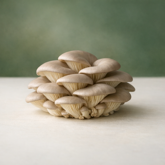 Cluster of pearl oyster mushrooms