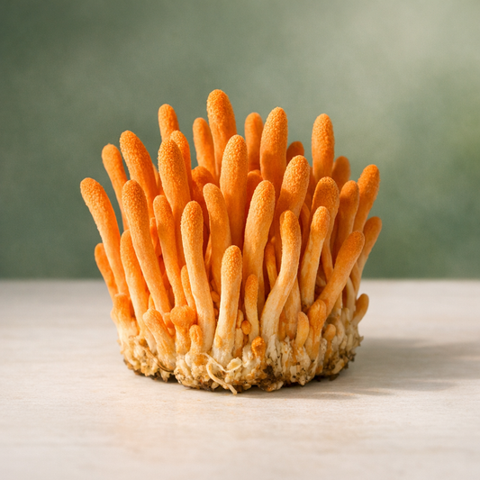 Cluster of bright orange Cordyceps militaris mushrooms