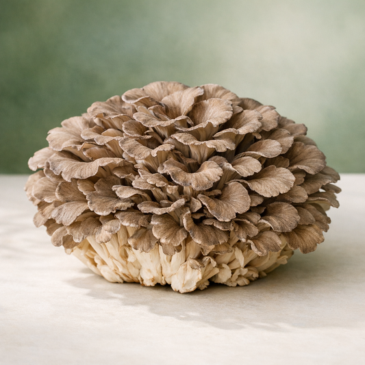 Maitake hen of the woods mushroom cluster