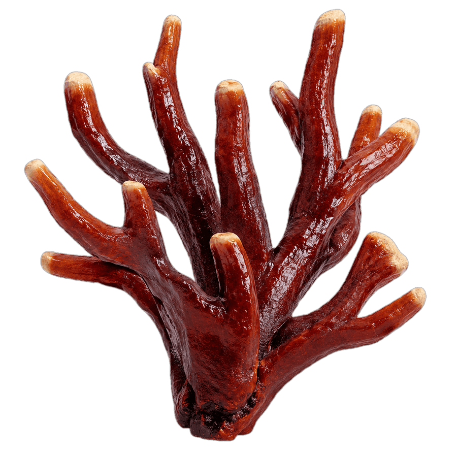 Antler reishi mushroom