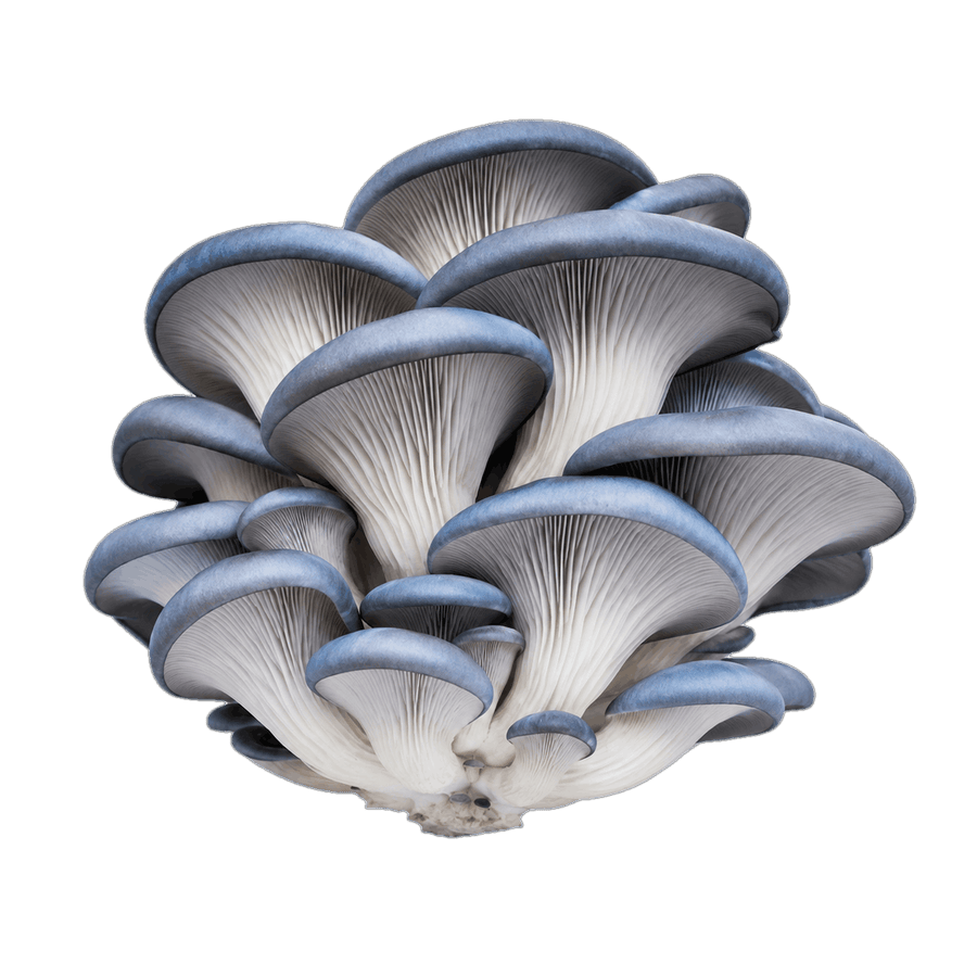 Blue oyster mushroom
