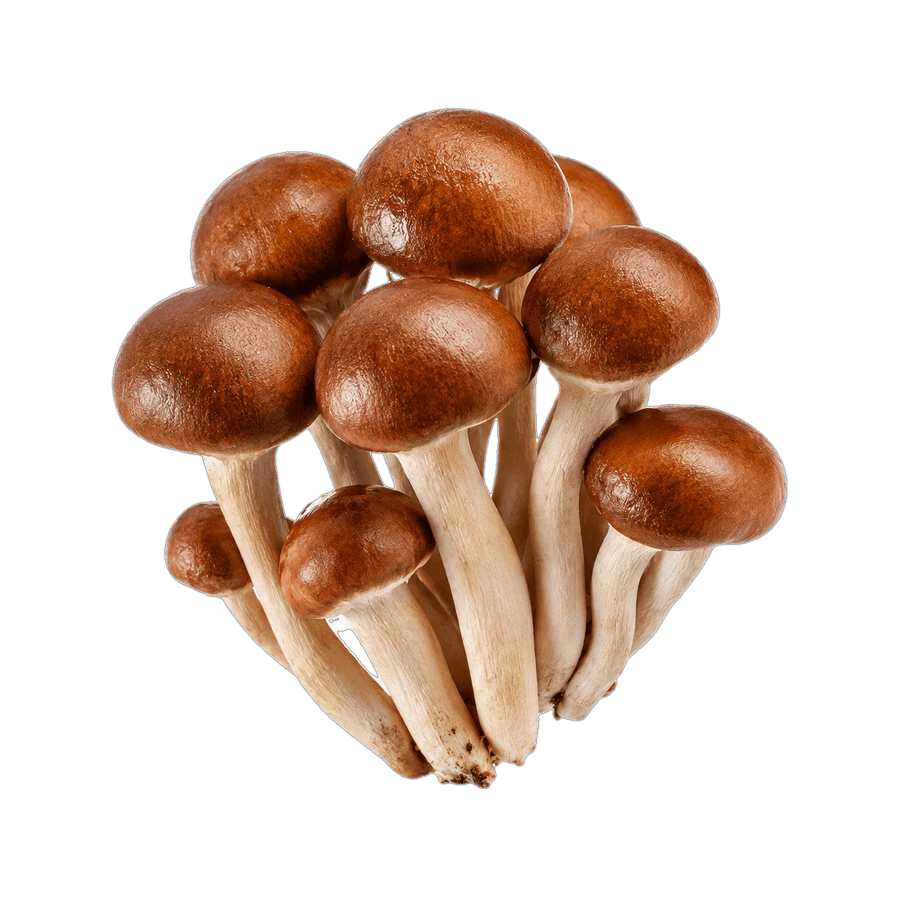 Chestnut mushroom