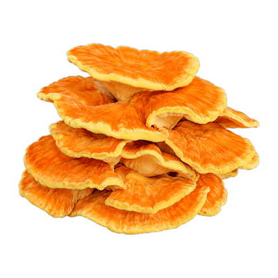Chicken of the woods mushroom
