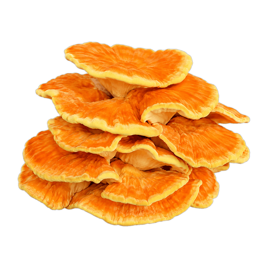 Chicken of the woods mushroom