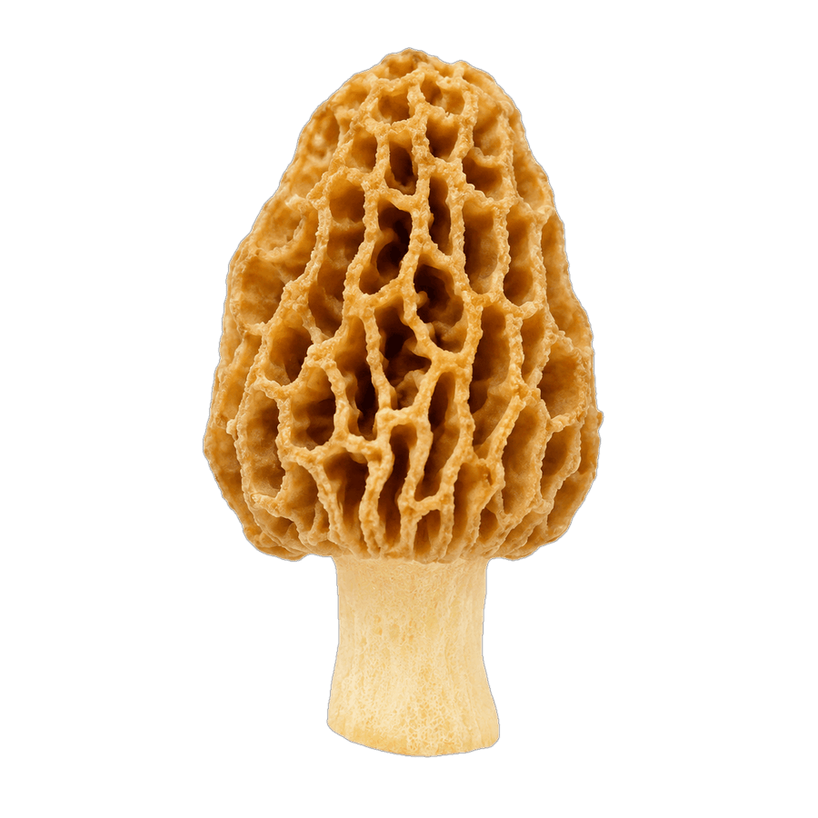 Golden morel mushroom