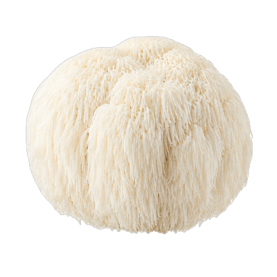 Lion's Mane mushroom