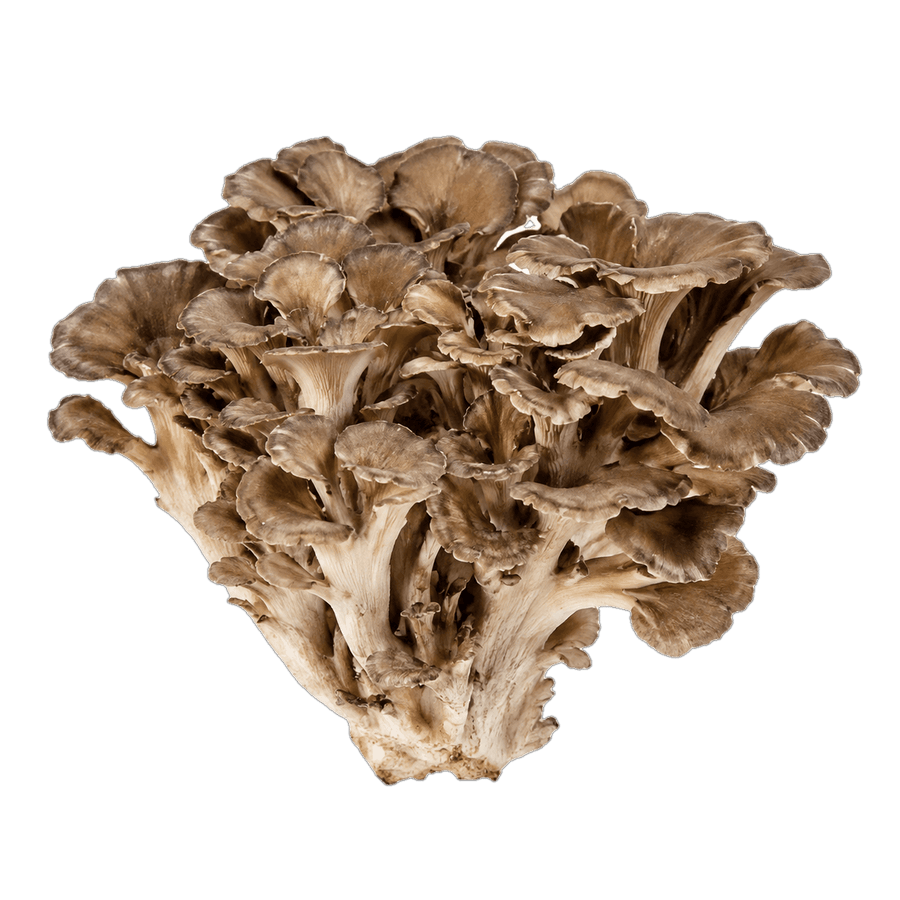 Maitake mushroom