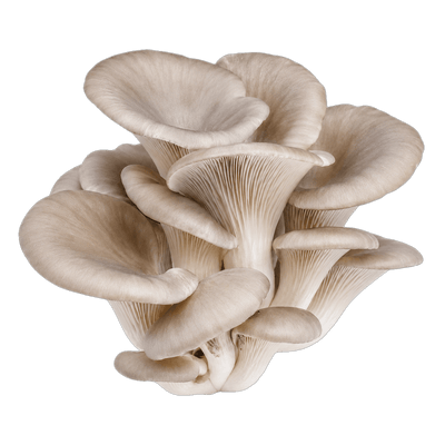Pearl oyster mushroom