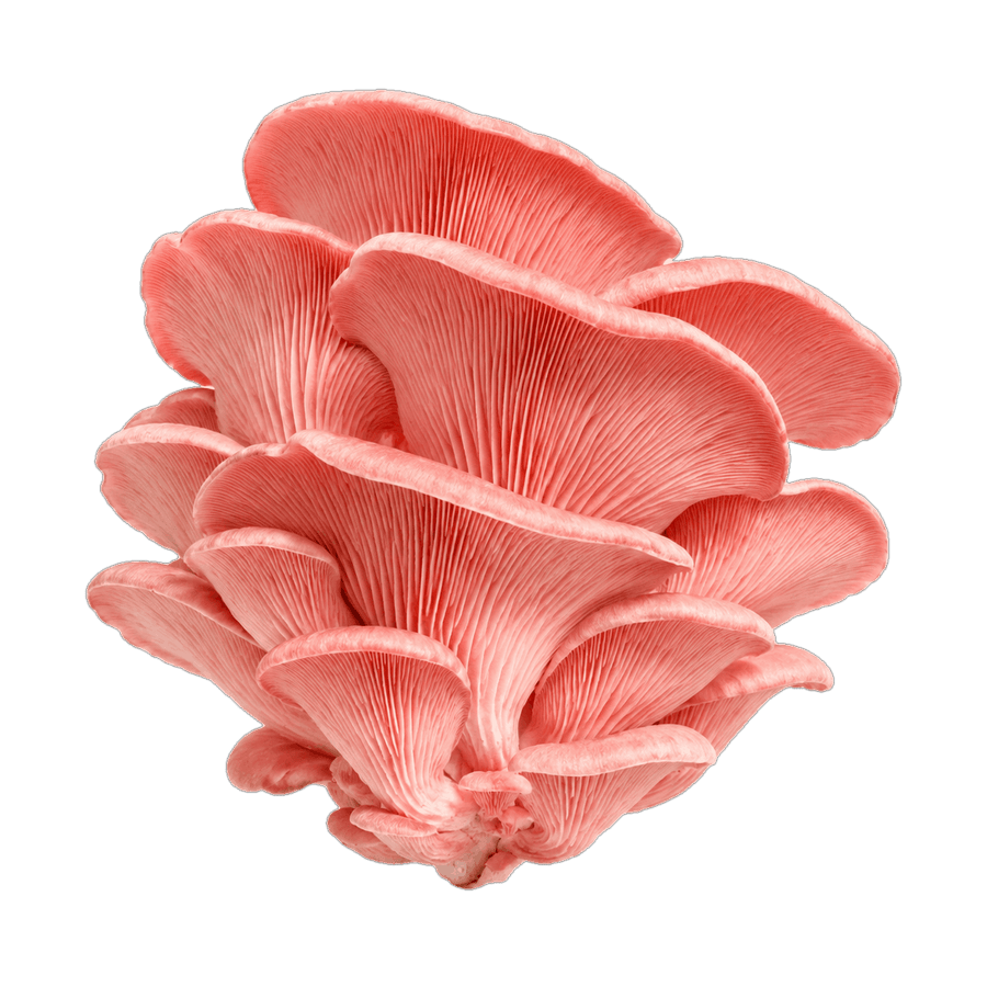 Pink oyster mushroom