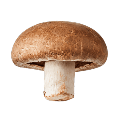 Portobello mushroom
