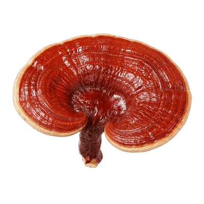 Red reishi mushroom