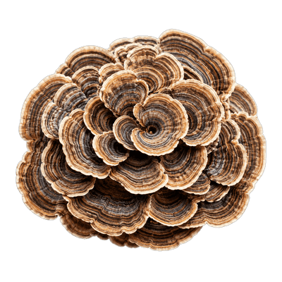 Turkey tail mushroom