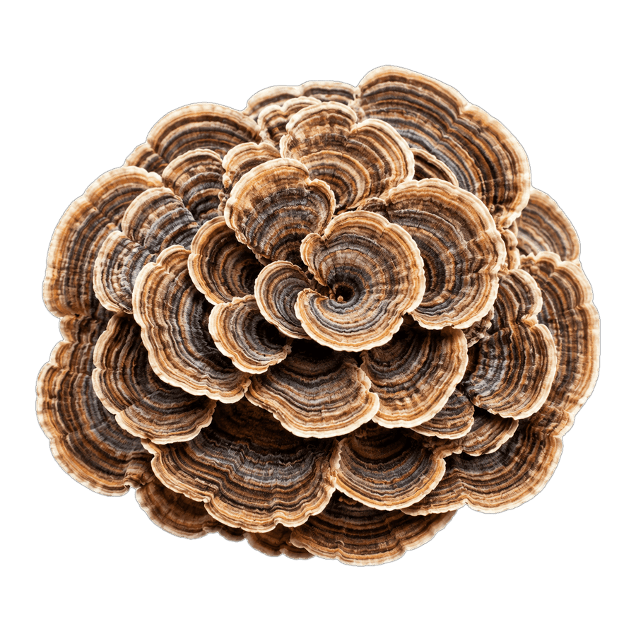 Turkey tail mushroom