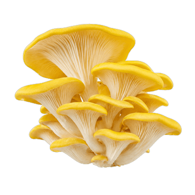 Yellow oyster mushroom